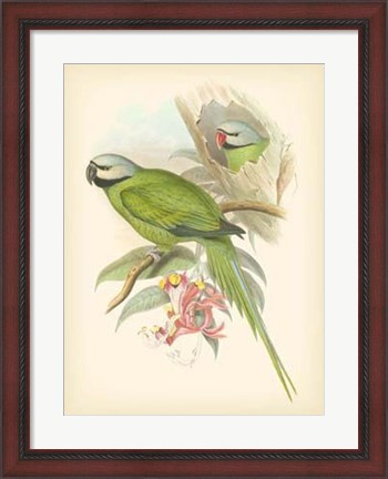 Framed Birds of the Tropics II Print