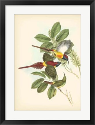 Framed Birds of the Tropics III Print