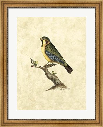 Framed Birds II Print