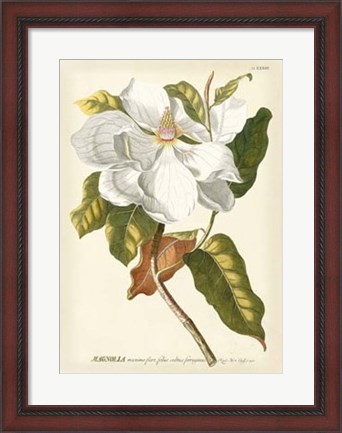 Framed Magnificent Magnolias I Print