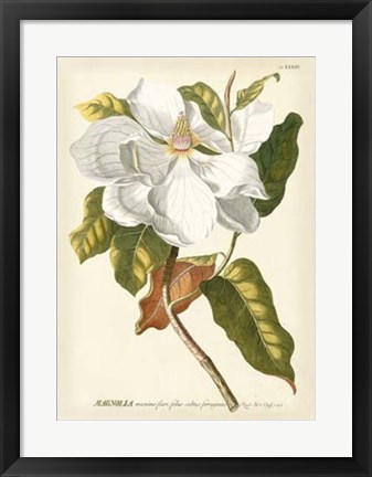 Framed Magnificent Magnolias I Print