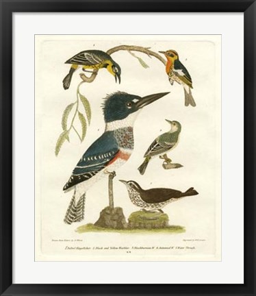 Framed Antique Kingfisher I Print