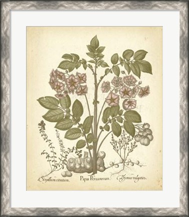 Framed Tinted Besler Botanical III Print