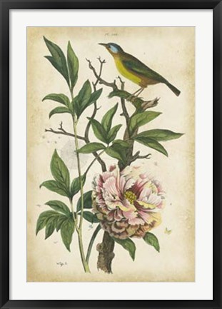 Framed Antique Bird in Nature II Print