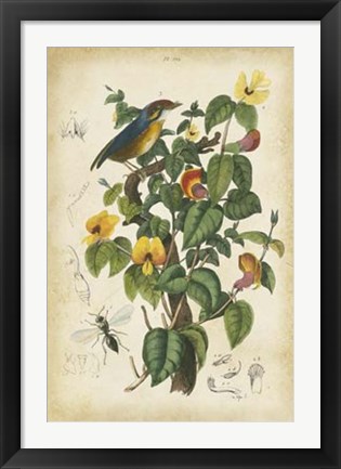 Framed Antique Bird in Nature III Print