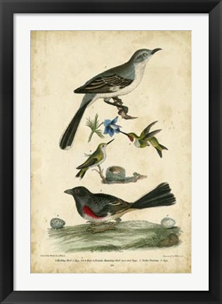 Framed Wilson&#39;s Mockingbird Print