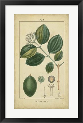 Framed Vintage Turpin Botanical III Print