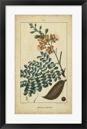 Framed Vintage Turpin Botanical VI Print