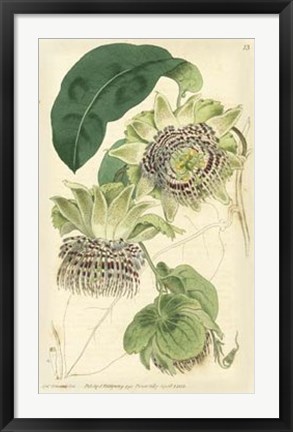 Framed Antique Passionflower II Print