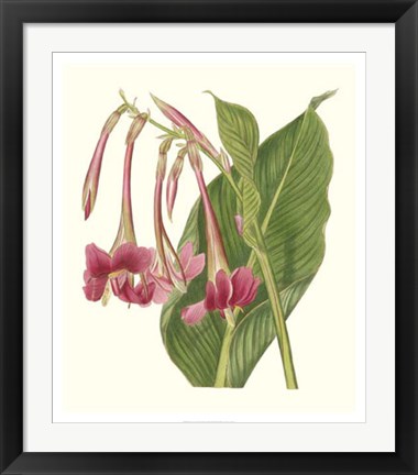 Framed Tropical Indian Reed Print