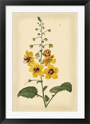 Framed Floral Varieties I Print