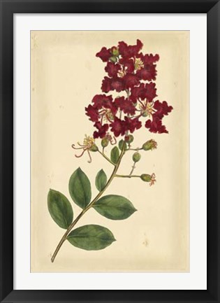 Framed Floral Varieties II Print
