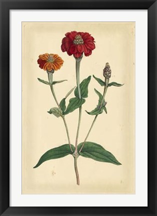 Framed Floral Varieties III Print
