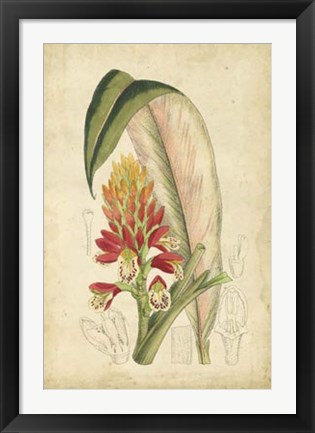 Framed Tropical Blooms II Print