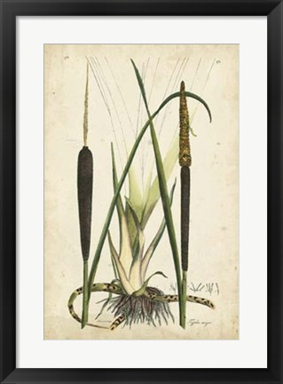 Framed Antique Cattail I Print