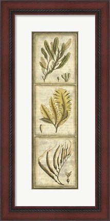 Framed Exotic Seaweed Panel II Print