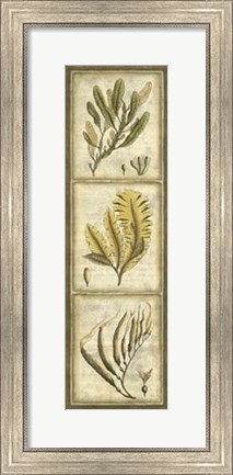 Framed Exotic Seaweed Panel II Print