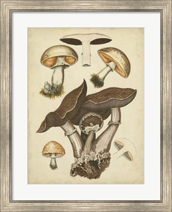 Framed Antique Mushrooms II Print