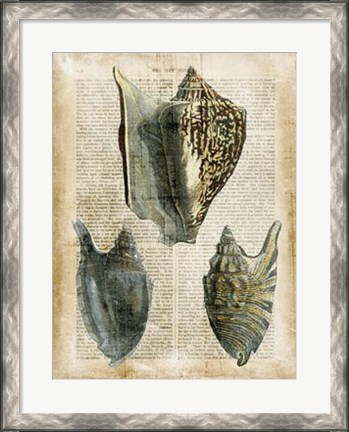 Framed Antiquarian Seashells I Print