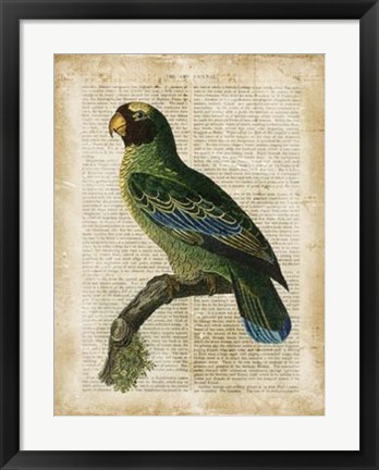 Framed Antiquarian Birds VI Print