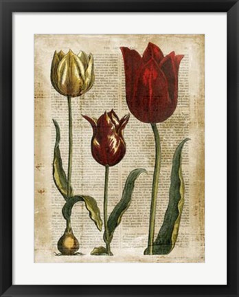 Framed Antiquarian Tulips II Print