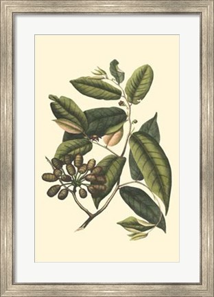 Framed Flourishing Foliage III Print
