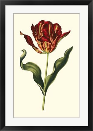 Framed Vintage Tulips II Print