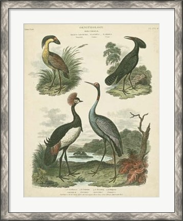 Framed Heron &amp; Crane Species II Print