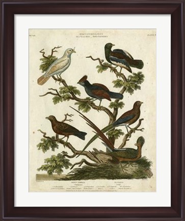 Framed Ornithology II Print