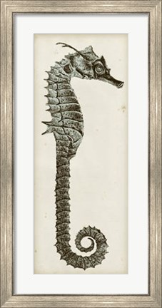 Framed Vintage Seahorse II Print