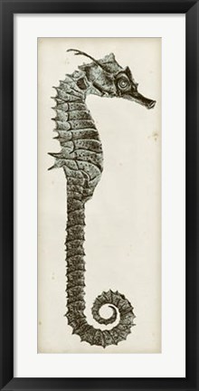 Framed Vintage Seahorse II Print