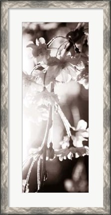 Framed Blossom Triptych III Print