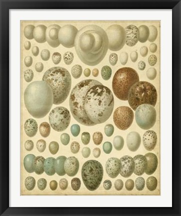 Framed Vintage Bird Eggs I Print
