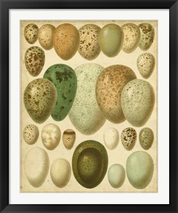Framed Vintage Bird Eggs II Print
