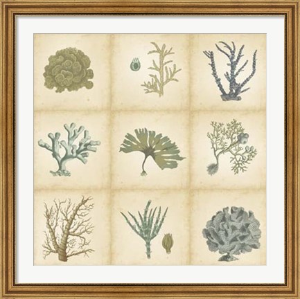 Framed Coral Curio Print