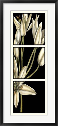 Framed Graphic Lily II Print