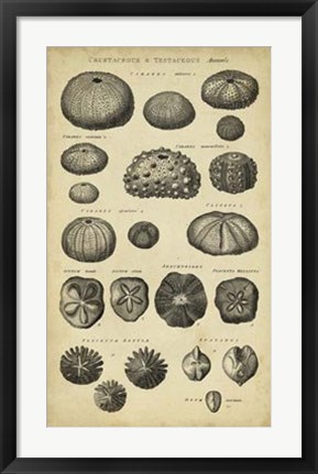 Framed Study of Shells III Print