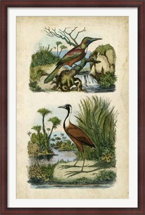 Framed Avian Sanctuary II Print