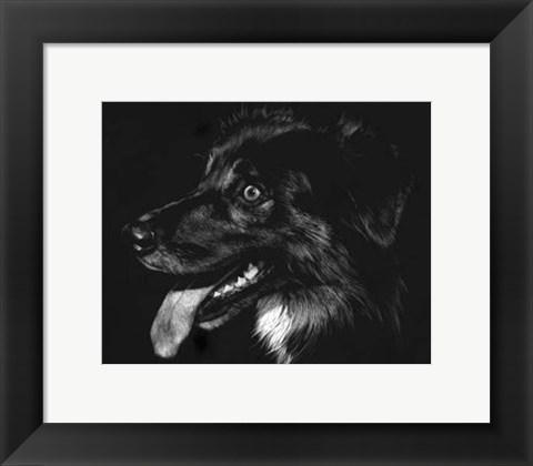 Framed Canine Scratchboard XIV - black Print