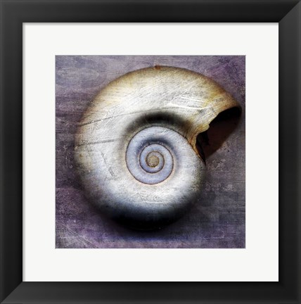 Framed Moon Snail Print