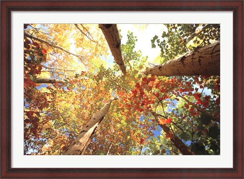 Framed Forest Canopy Print