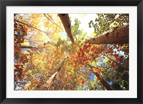 Framed Forest Canopy Print