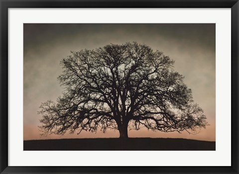 Framed Majestic Oak Print