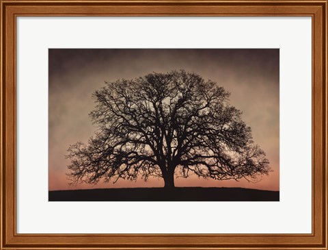 Framed Majestic Oak Print