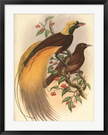Framed Golden Bird of Paradise Print