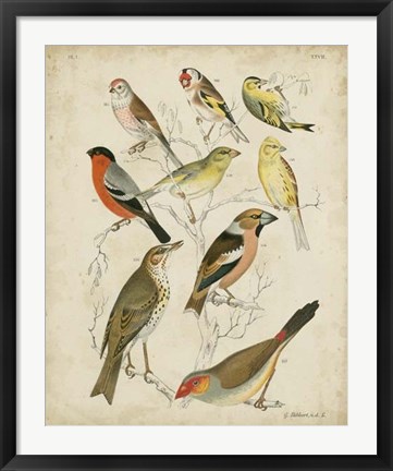 Framed Non-Embellished Avian Gathering II Print