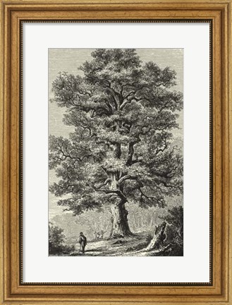 Framed B&amp;W Terry&#39;s Trees II Print