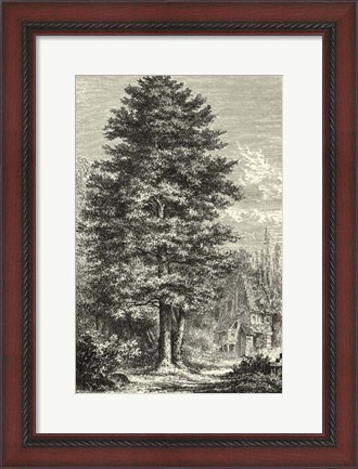 Framed B&amp;W Terry&#39;s Trees IV Print