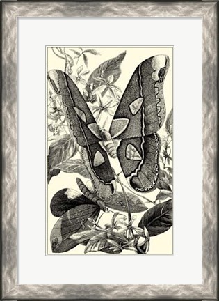 Framed B&amp;W Butterfly II Print