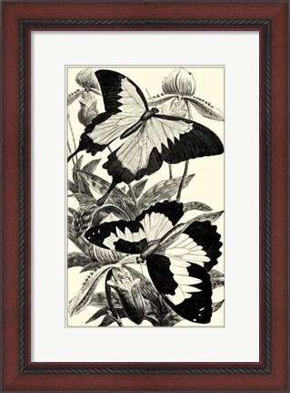Framed B&amp;W Butterfly III Print